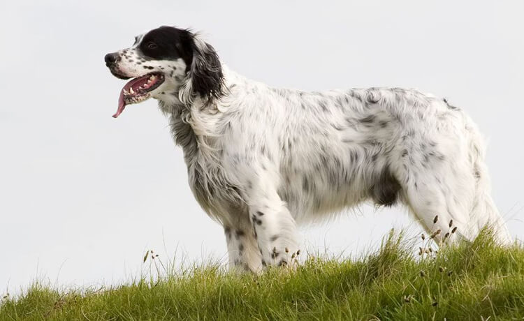 English Setter